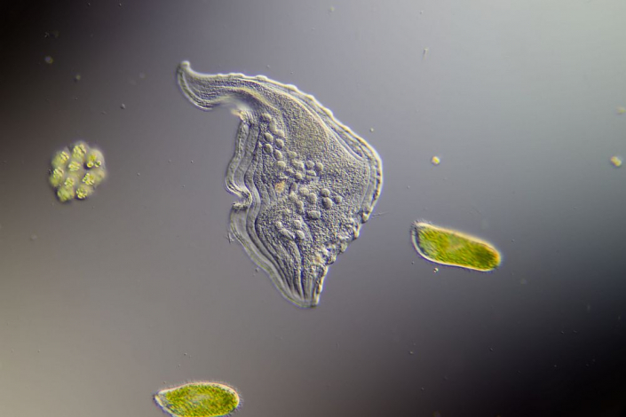 Loxophyllum (Foto Sebastian Kuhn)