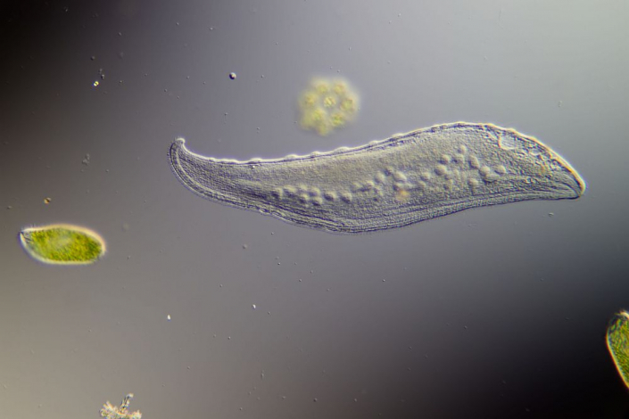 Loxophyllum (Foto Sebastian Kuhn)