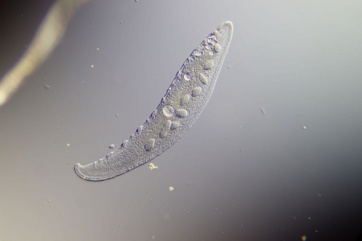 Loxophyllum (Foto Sebastian Kuhn)