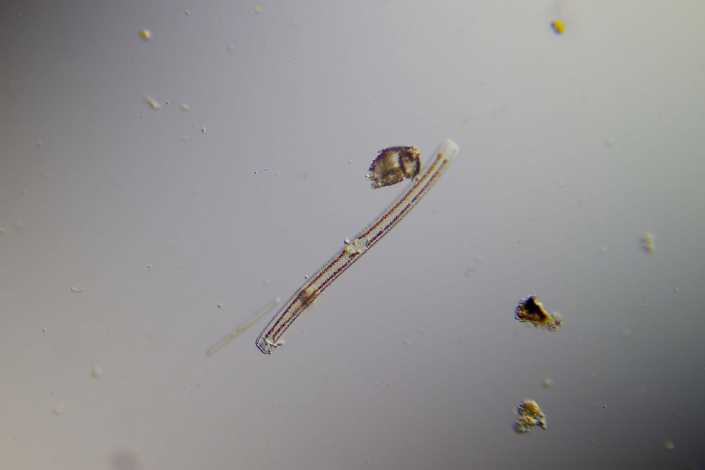Diatomee Nitzschia sigmoidea (Foto Sebastian Kuhn)