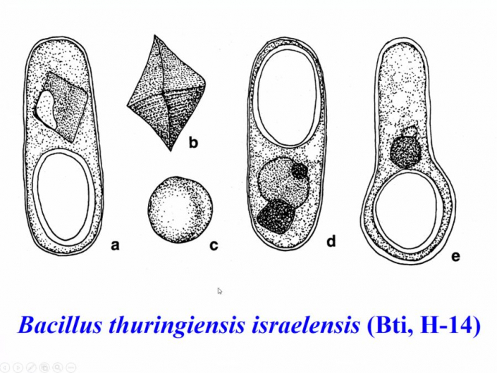 Bacillus thuringiensis israelensis