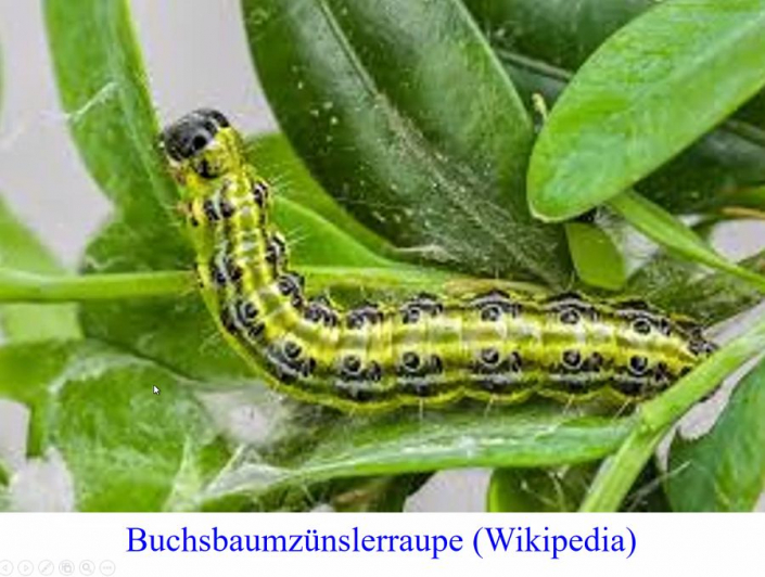 Buchsbaumzünslerraupe (Foto Wikipedia)