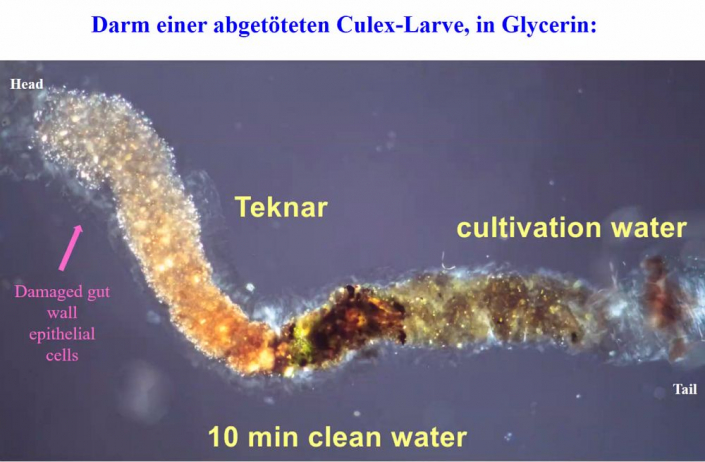 Darm einer Culex-Larve