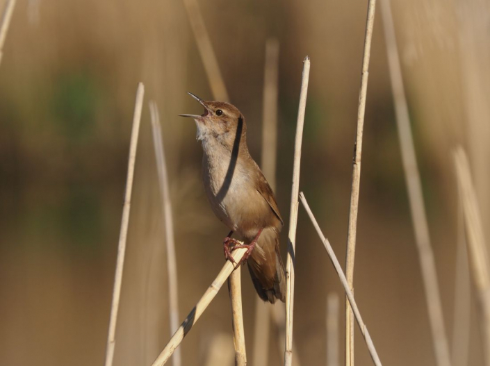 Federsee-2026 - Rohrschwirl (Locustella luscinioides) (Foto Gerd Schneider)