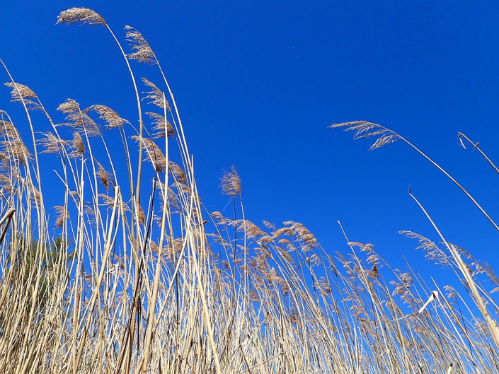 Federsee-2026 - Tolles Wetter (Foto Horst Fries)