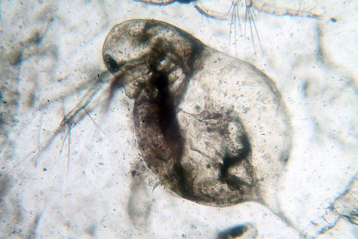 Futtertiere Cyclops tiefgefroren - Daphnia longispina (Foto Horst Fries)