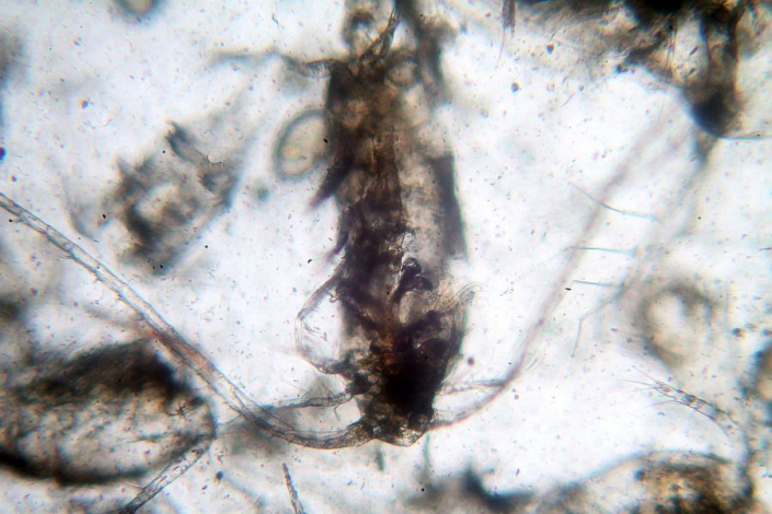 Futtertiere Cyclops tiefgefroren - Diaptomus (Foto Horst Fries)