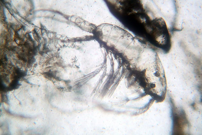 Futtertiere JBL NOVO PLANKTON konserviert - ziemlich aufgelöst (Foto Horst Fries)