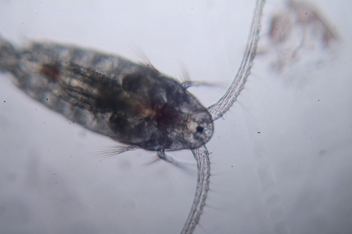Futtertiere Marines Plankton lebend - Calanus finmarchicus (Foto Horst Fries)
