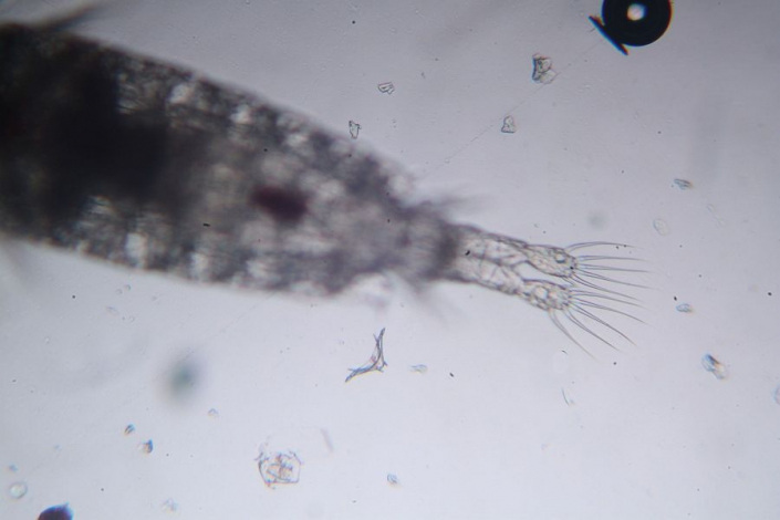 Futtertiere Marines Plankton lebend - Calanus finmarchicus (Foto Horst Fries)