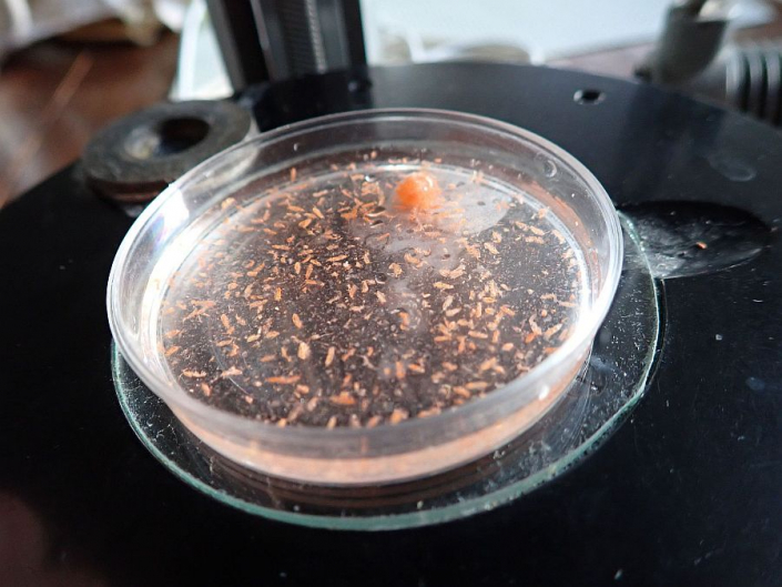 Futtertiere Marines Plankton tiefgefroren - Calanus finmarchicus (Foto Horst Fries)
