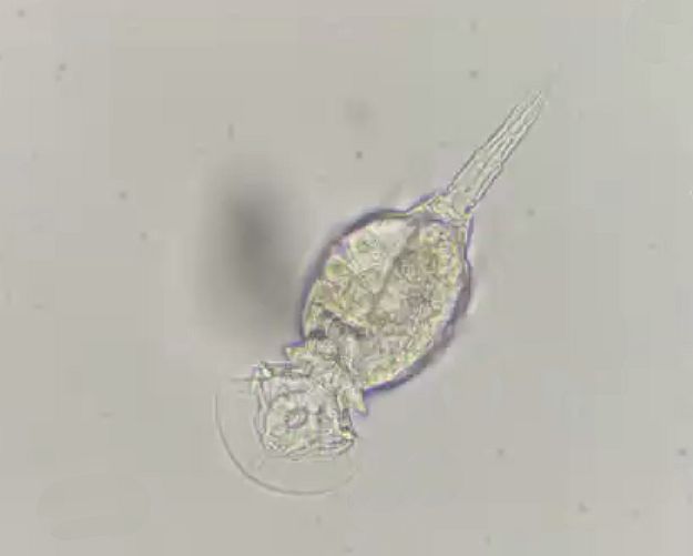 Hauben-Rädertier Squatinella (Foto Nicole Frisch)