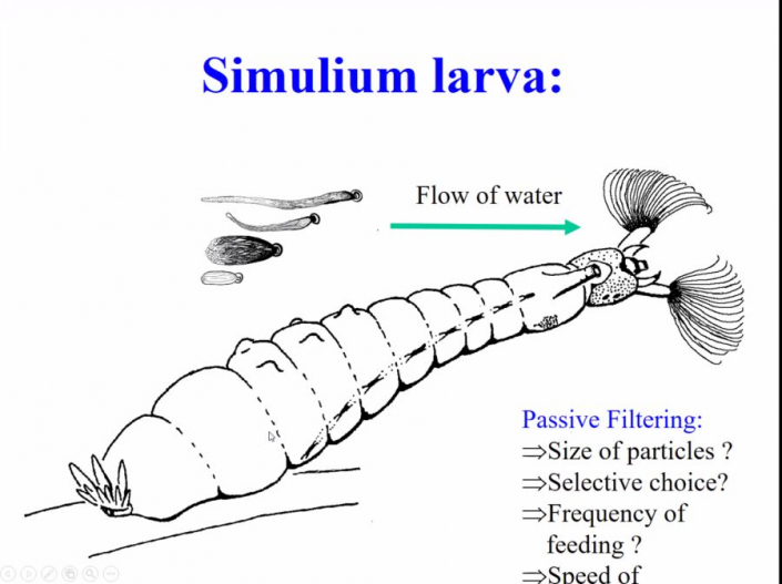 Simulium-Larve