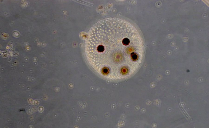 Absterbende_Volvox_mit_Zygoten__Foto_Rudolf_Lukes