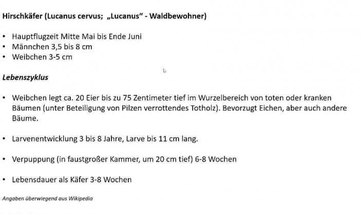 Hirschkaefer__Foto_Christoph_Hebestreit_1