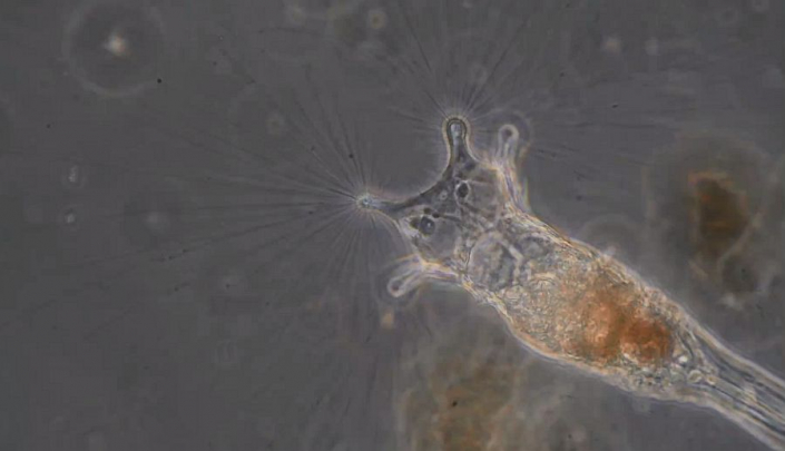 Raedertier Collotheca__Foto_Rudolf_Lukes
