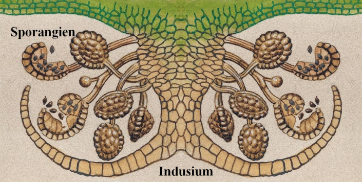 Sorus (nach Ernst Haeckel, beschriftet)