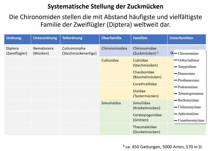 Systematik_der_Chironimiden__Grafik_Horst_Fries