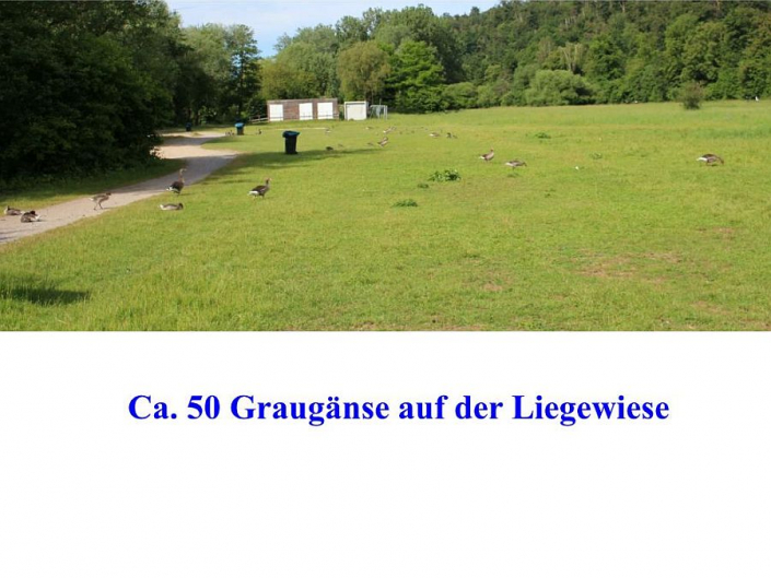 Tümpelgruppe Juni 2026 - Gänseplage