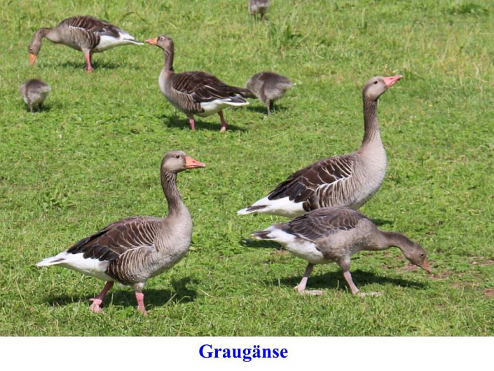Tümpelgruppe Juni 2026 - Gänseplage