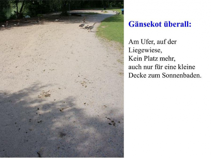 Tümpelgruppe Juni 2026 - Gänseplage