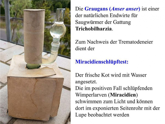 Tümpelgruppe Juni 2026 - Miracidienschlüpftest