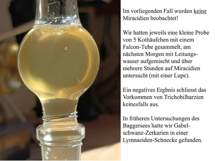 Tümpelgruppe Juni 2026 - Miracidienschlüpftest
