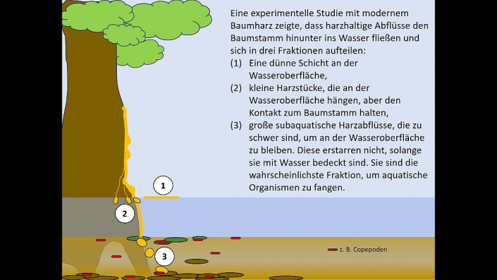 Wasserorganismen in Bernstein (Beitrag und Grafik Horst Fries)