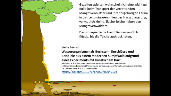 Wasserorganismen in Bernstein (Beitrag und Grafik Horst Fries)