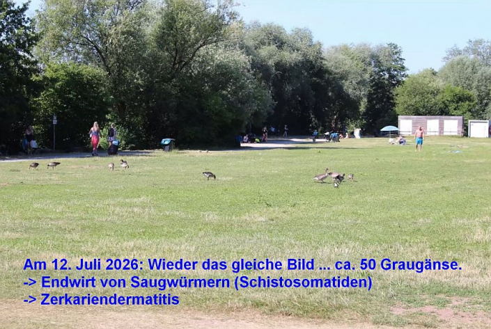 Baggersee_Juli-2026_-_Graugaense__Foto_TMG