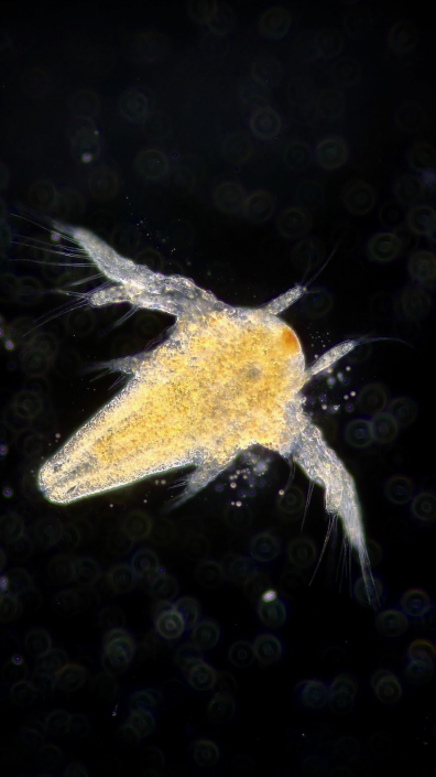 Artemia_salina_Nauplie_01