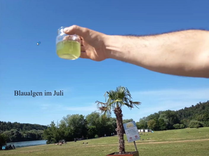 Baggersee-Planktonprobe Anfang Juli 2026 - Viel Blaualgen