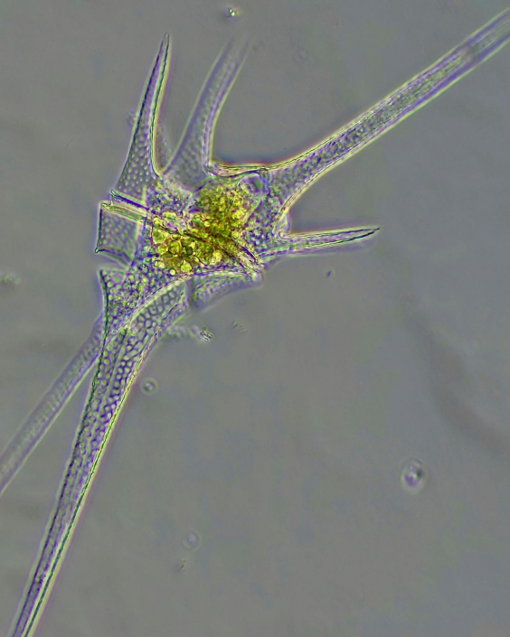 Ceratinum_hirundinella_01