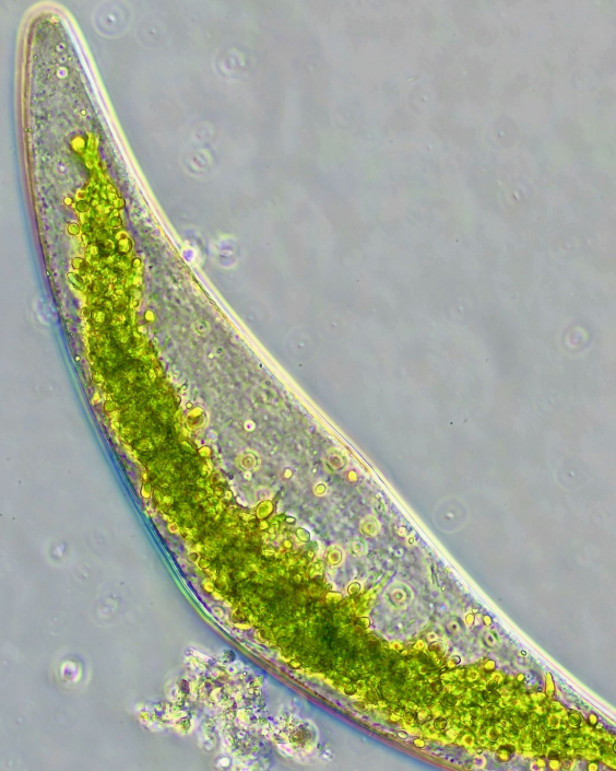 Closterium_02