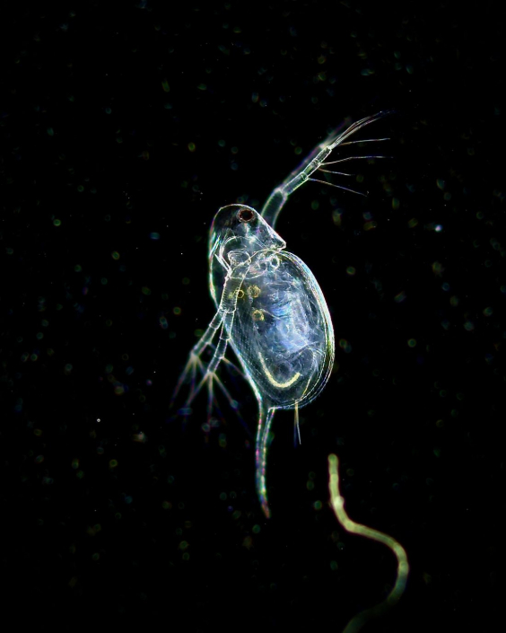 Daphnia_longispina_01