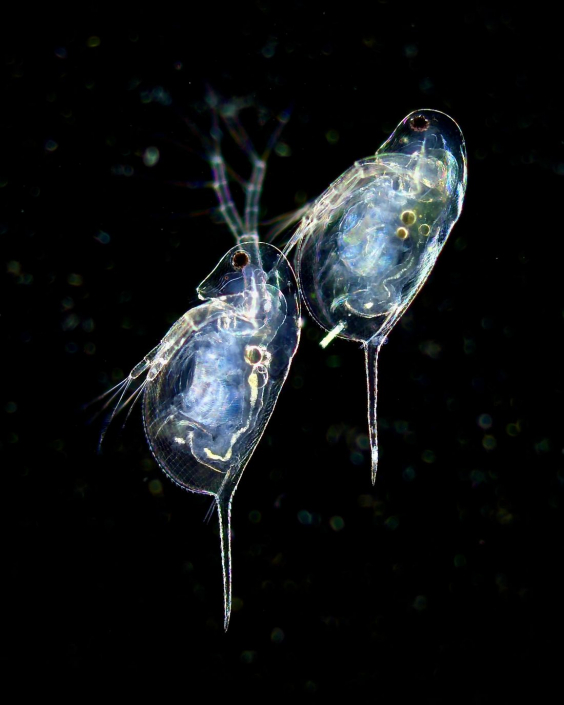 Daphnia_longispina_02