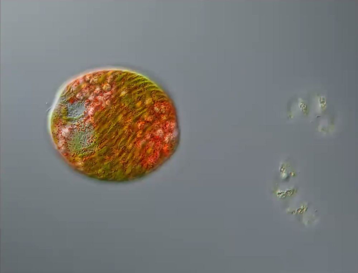 Euglena_sanguinea__Foto_Anne_Gleich_1