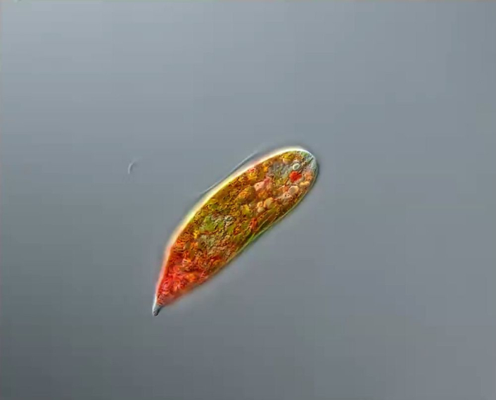 Euglena_sanguinea__Foto_Anne_Gleich_2