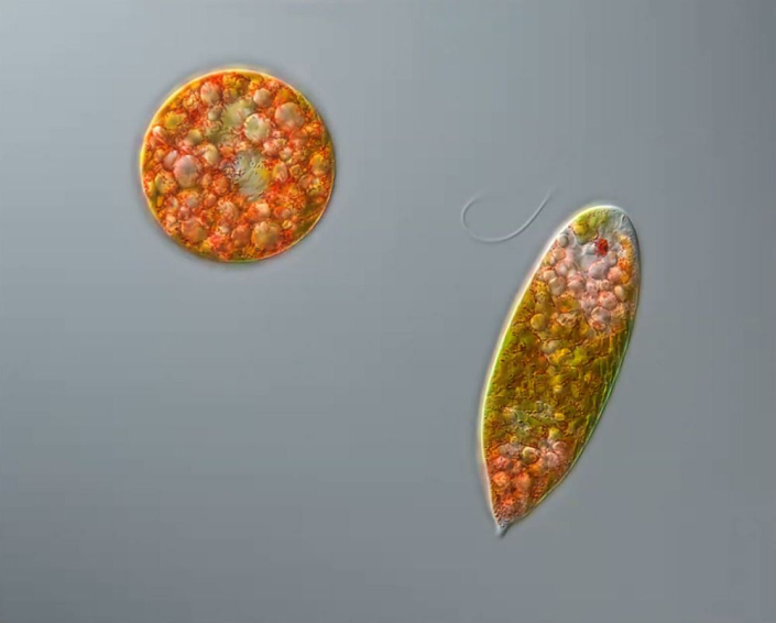 Euglena_sanguinea__Foto_Anne_Gleich_3