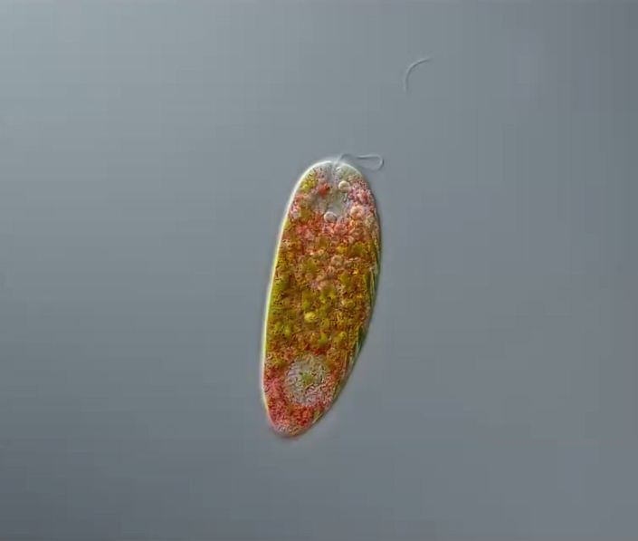 Euglena_sanguinea__Foto_Anne_Gleich_4
