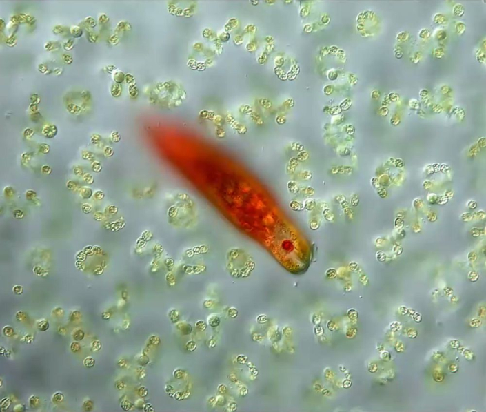 Euglena_sanguinea__Foto_Anne_Gleich_5