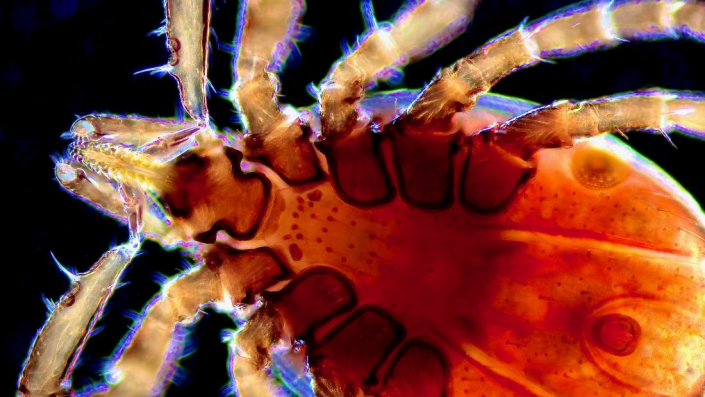 Ixodes_ricinus_01