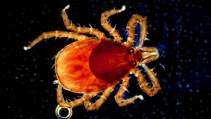 Ixodes_ricinus_03