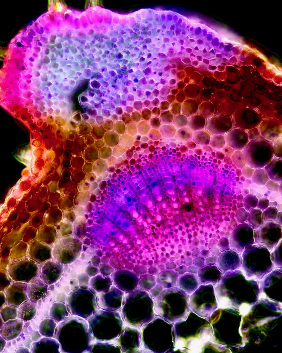 Lamium_purpureum_Staengel_02