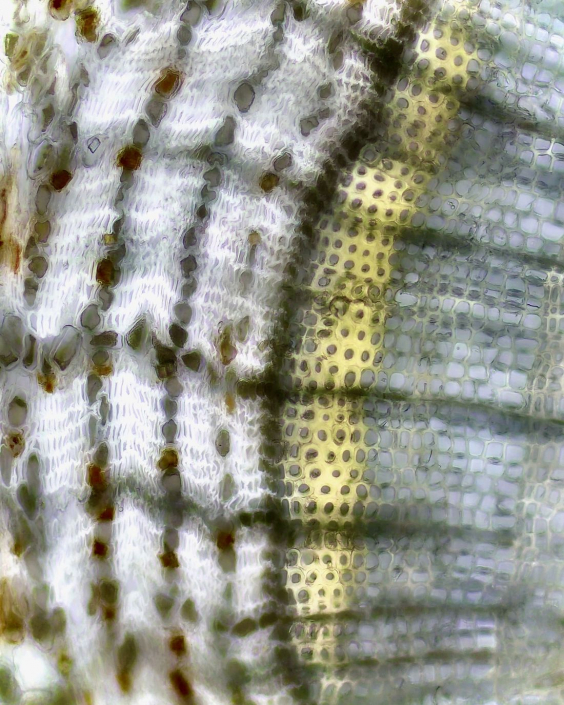 Picea_abies_Sprossachse_02