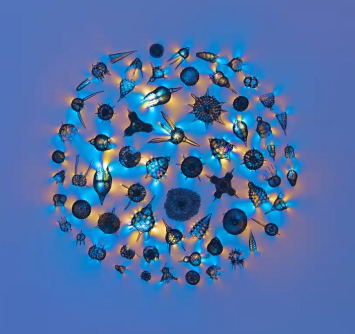 Radiolarien-Platte_in_polarisiertem_Licht__Foto_Anne_Gleich