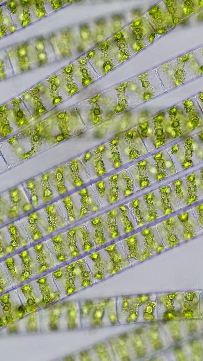 Spirogyra_01