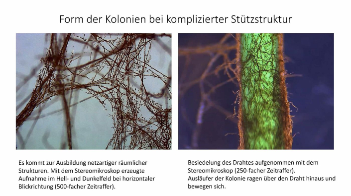 Roehrenbildende_Diatomeen__Thomas_Harbich_13